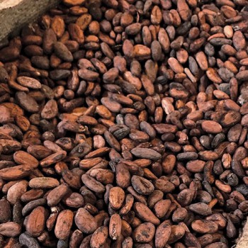 Cocoa beans